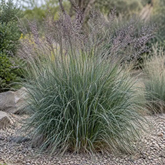Bull Grass — AI reference illustration; actual stock varies