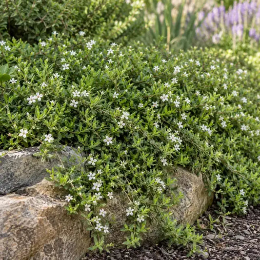Myoporum p. 'Putah Creek' — AI reference illustration; actual stock varies