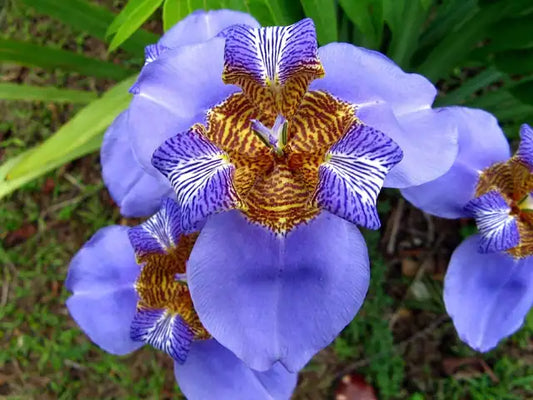 Walking Iris