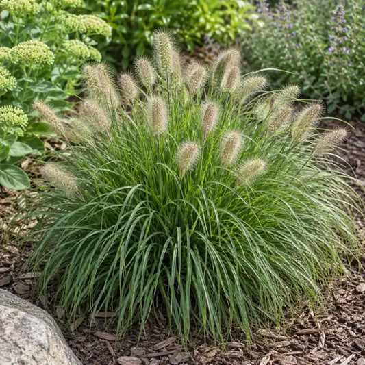 Miniature Fountain Grass · Little Bunny — AI reference illustration; actual stock varies