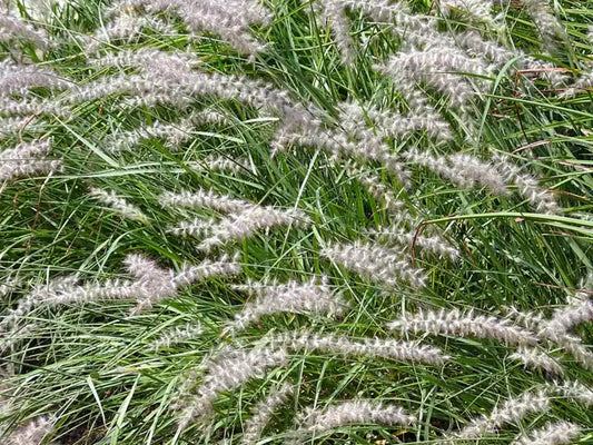 Fountain Grass
