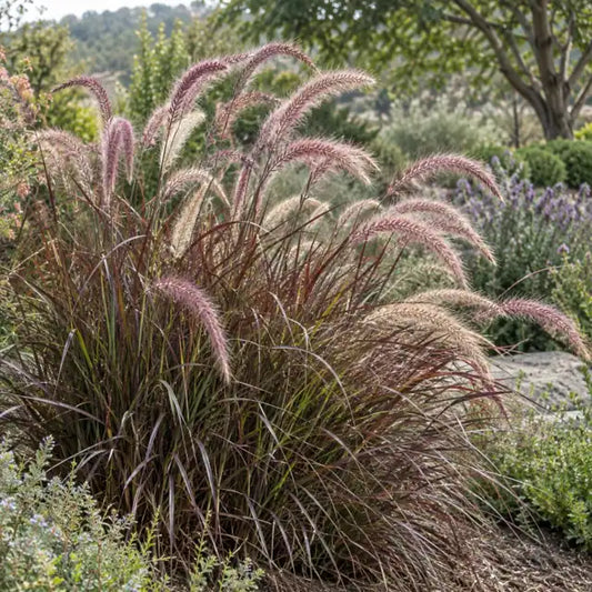 Eaton Canyon Fountain Grass — AI reference illustration; actual stock varies