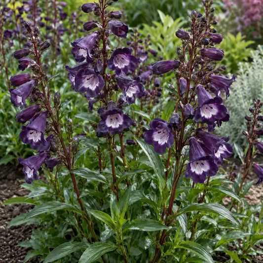 Purple Border Penstemon · Midnight — AI reference illustration; actual stock varies