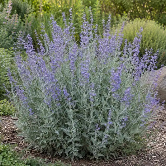 Compact Russian Sage · Little Spire — AI reference illustration; actual stock varies