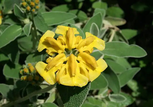 Jerusalem Sage · Grande Verde