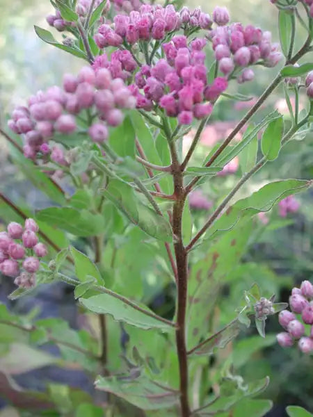Marsh Fleabane