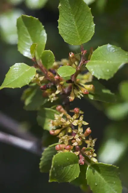 Holly Leaf Redberry