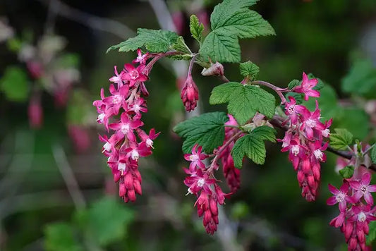 Red-flowering Currant Selection · Claremont