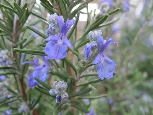 Upright Rosemary Selection · Tuscan Blue
