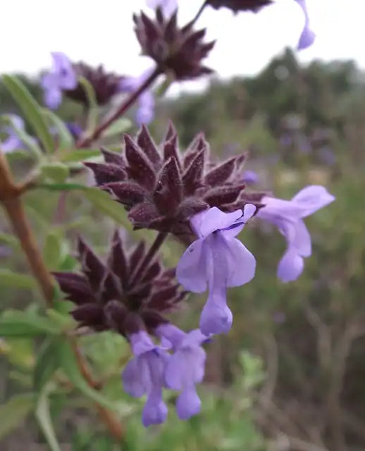 Santa Rosa Island Sage