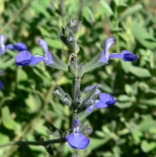 Germander Sage