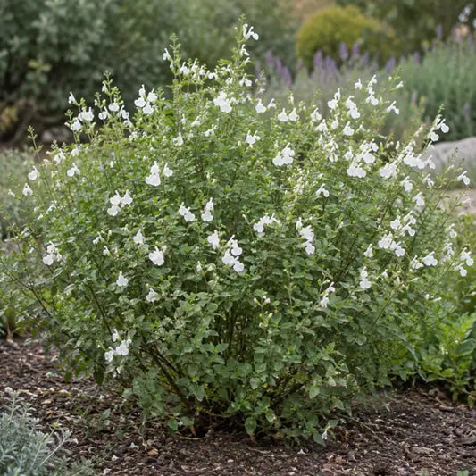 White Autumn Sage — AI reference illustration; actual stock varies