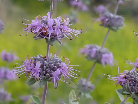 Purple Sage Selection · Amethyst Bluff
