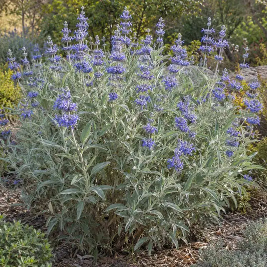 Cleveland Sage Selection · Pozo Blue — AI reference illustration; actual stock varies