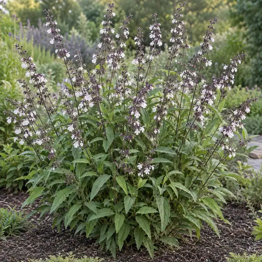 Salvia 'Waverly' — AI reference illustration; actual stock varies