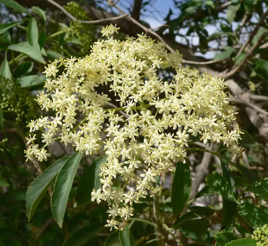 Mexican Elderberry
