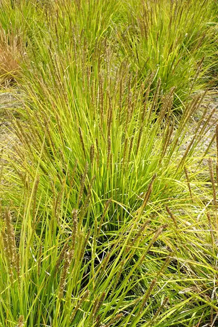 Autumn Moor Grass