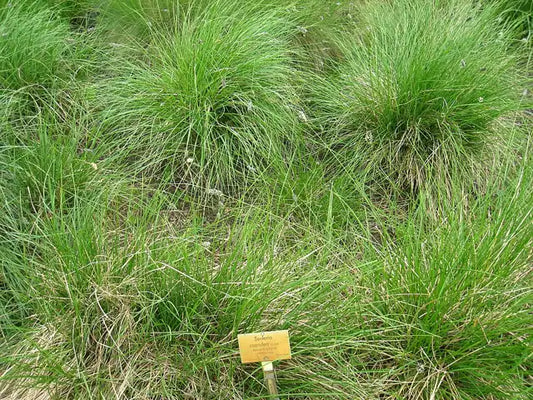 Blue Moor Grass