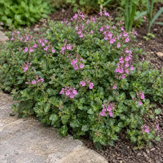 Prostrate Germander · Prostratum — AI reference illustration; actual stock varies