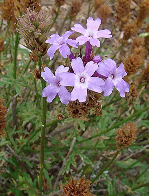 Lilac Verbena
