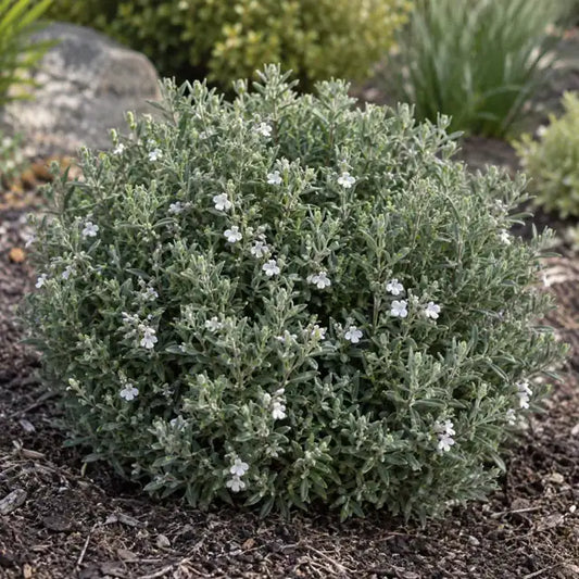 Australian Rosemary Selection · WES04 — AI reference illustration; actual stock varies