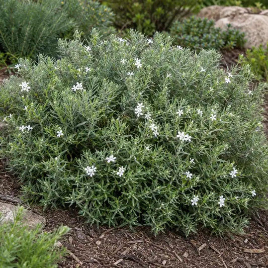 Coast Rosemary Selection · Mundi — AI reference illustration; actual stock varies