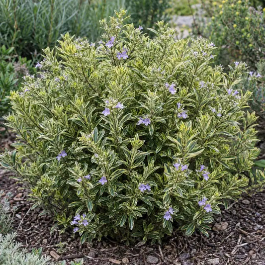 Australian Rosemary - Bush Variegated · Wynyabbie Highlight — AI reference illustration; actual stock varies