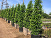 Ficus Nitida privacy hedge with green leaves at our nursery