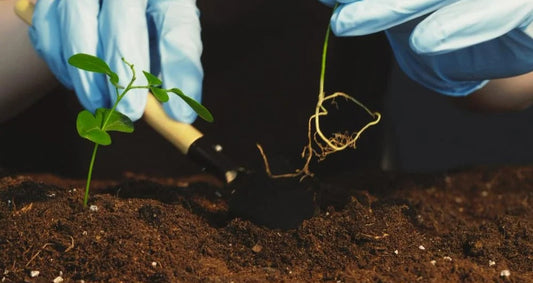 When is the Best Time to Propagate?