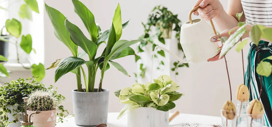 How To Care For Your Plants The Right Way