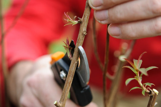 How To Prune Your Plants