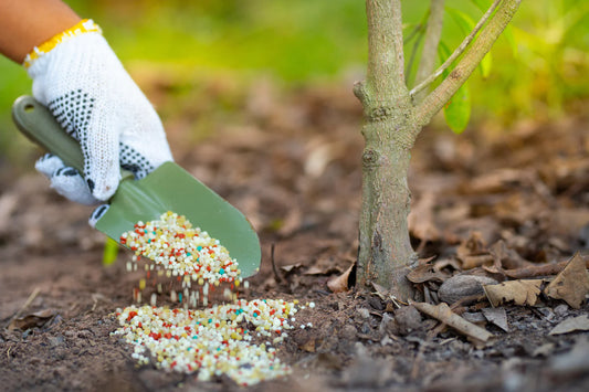 How To Fertilize Your Plants