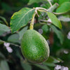 General Fruit