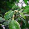General Fruit