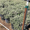 Flowering shrubs