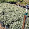 Flowering shrubs