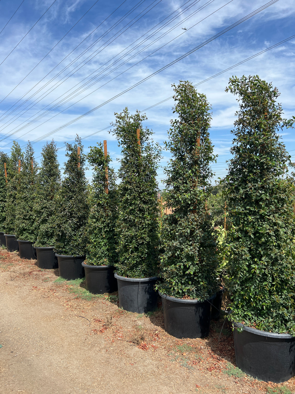 Australian Brush Cherry (Eugenia myrtifolia) – Evergreen Privacy Hedge