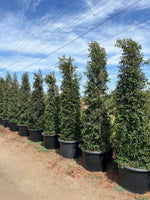 Australian Brush Cherry (Eugenia myrtifolia) – Evergreen Privacy Hedge