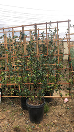 Star Jasmine on Trellis 5x5 (15 Gallon)