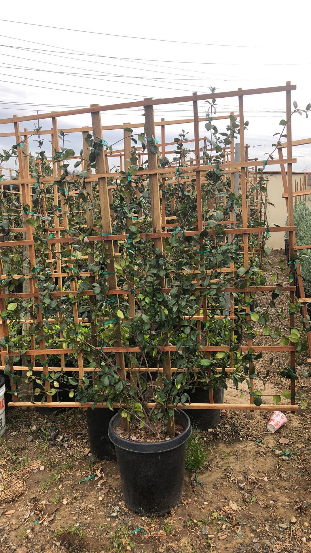Star Jasmine on Trellis 5x5 (15 Gallon)
