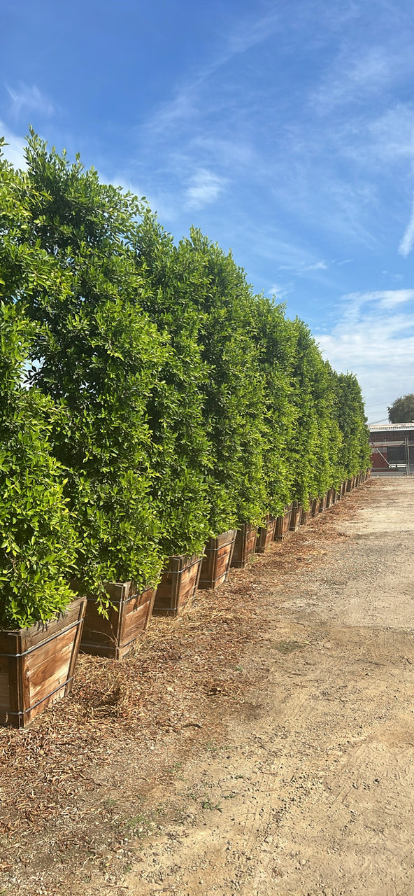 indian laurel house plant Indian Laurel Ficus Nitida Hedge