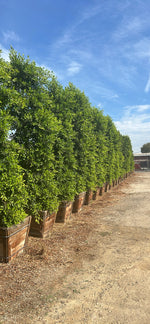 Indian Laurel Ficus Nitida – Fast-Growing Privacy Hedge Tree