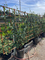 Star Jasmine on Trellis 5x5 (15 Gallon)