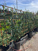 Star Jasmine on Trellis 5x5 (15 Gallon)