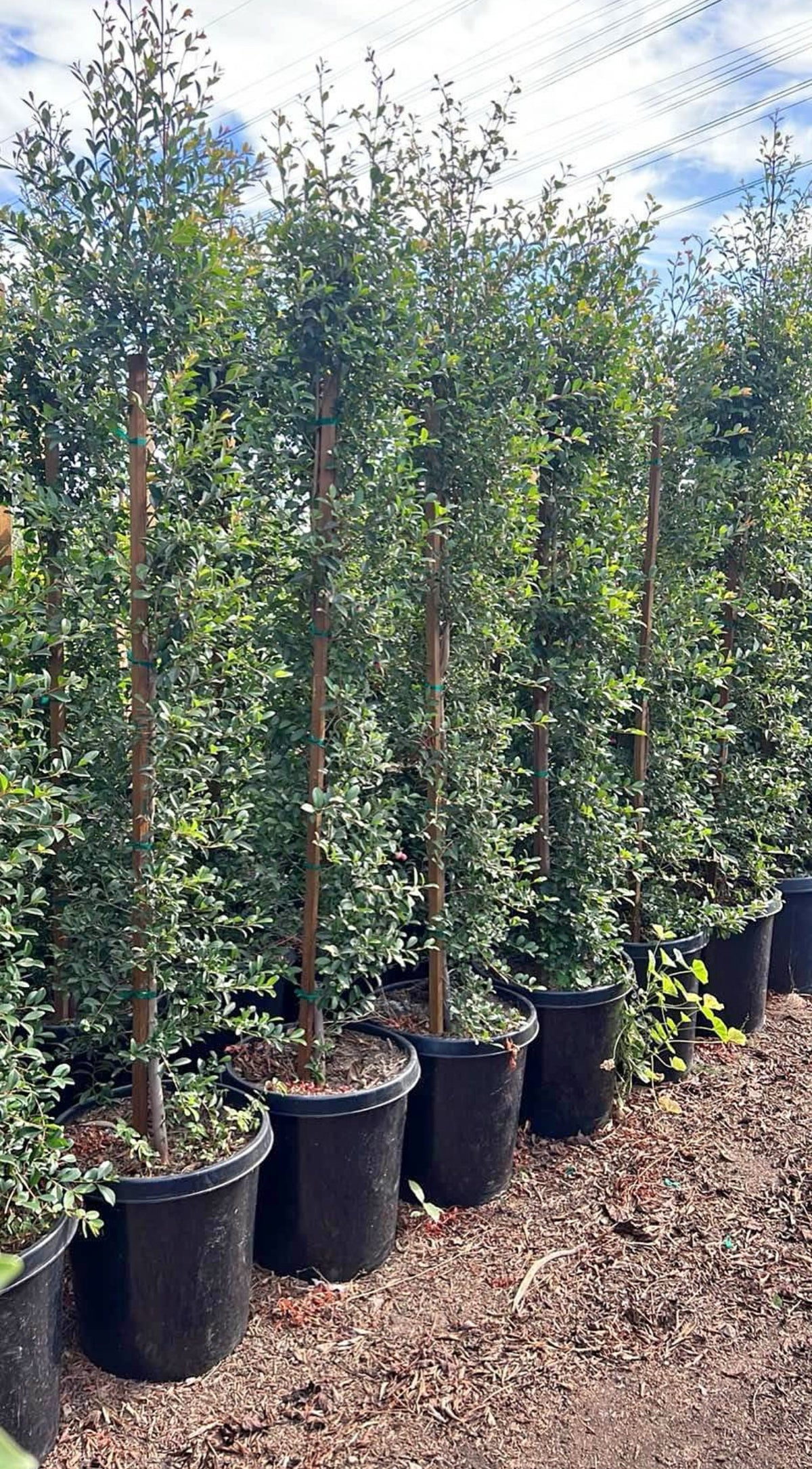 Australian Brush Cherry (Eugenia myrtifolia) – Evergreen Privacy Hedge