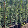 Shrubs/Hedge