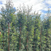 Shrubs/Hedge