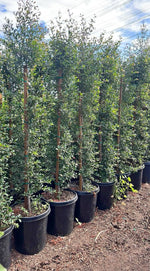 Australian Brush Cherry (Eugenia myrtifolia) – Evergreen Privacy Hedge