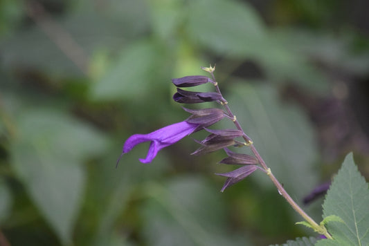 Autumm Sage Mirage Deep Purple