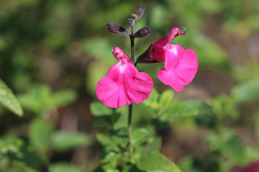 Autumm Sage Mirage Pink